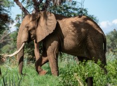 Hindistanda vəhşi fil 4 nəfəri tapdalayaraq öldürüb