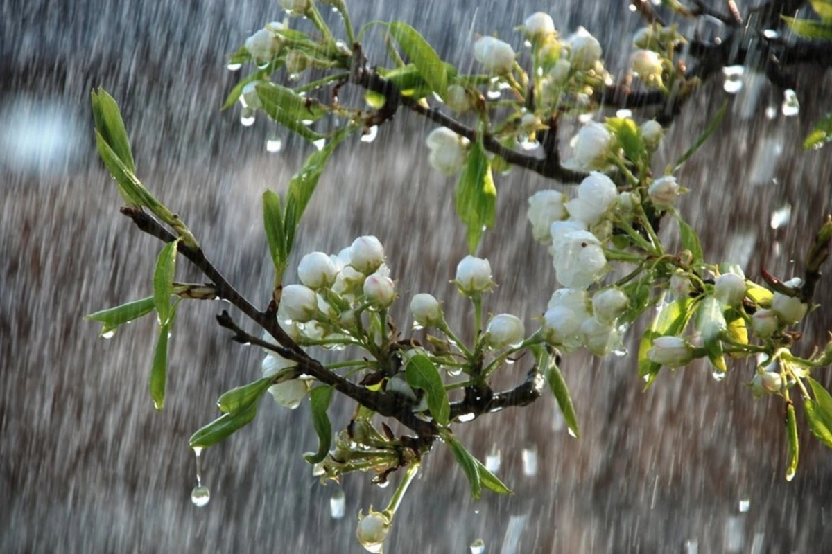 Havanın temperaturu iqlim normasından yuxarı olub - FAKTİKİ HAVA