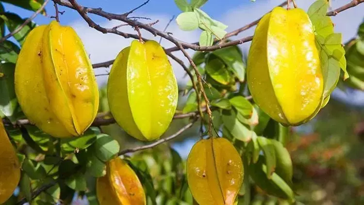 C vitamini baxımından limonu üstələyən yeganə meyvə!