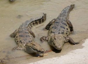 Новая угроза в связи с наводнением в Иране: берегитесь крокодилов! - ВИДЕО