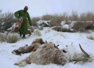 В Монголии погибло 7 миллионов голов скота 