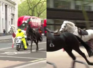 Из-за сбежавших гвардейских лошадей в Лондоне пострадали пять человек - ВИДЕО