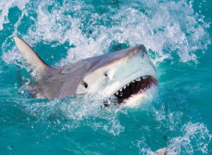 Тупорылая акула вцепилась в живот 64-летнему туристу - ФОТО