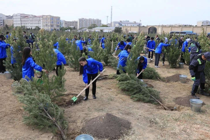 В Баку прошла акция по посадке деревьев-ФОТО