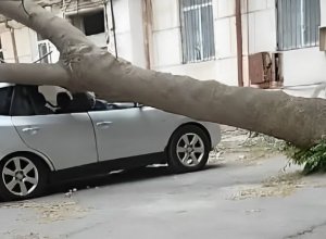 В Баку упало дерево: есть пострадавший - ВИДЕО