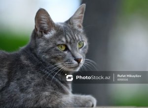 В Баку продается кошка за 17 000 манатов - ВИДЕО