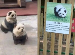 В китайском зоопарке собак покрасили в панд с целью привлечь посетителей - ФОТО/ВИДЕО
