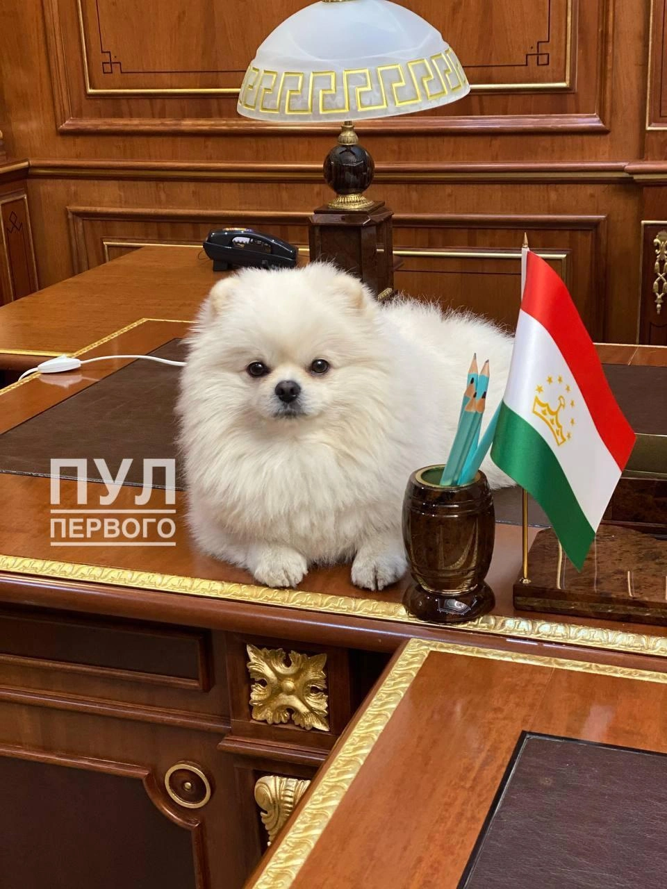 В Германии сочли собаку Лукашенко на параде в Москве отвлекающим маневром