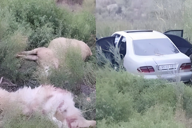 В Кюрдамирском районе автомобиль въехал в стадо овец: есть пострадавший-ФОТО