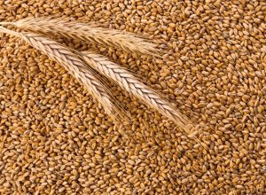 В Казахстане заявили о готовности поставить более 1 млн тонн пшеницы в Азербайджан