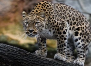 В ЮАР леопард напал на военнослужащих