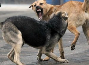 В Нахчыване бродячие собаки покусали троих человек