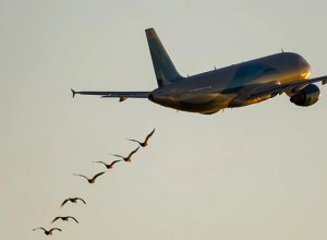 В России самолет столкнулся с птицей во время взлета