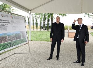 Президент Ильхам Алиев ознакомился с работой в тутовом саду в селе Дашбулаг Ходжалинского района-ФОТО