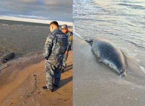 В Казахстане на берегу Каспийского моря экологи нашли 112 погибших тюленей