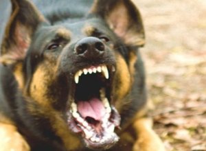 В Балакяне пастушья собака загрызла 83-летнего мужчину