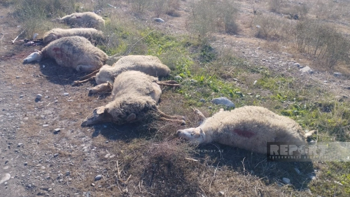 В Кюрдамире автомобиль столкнулся с отарой, погибли 10 голов скота