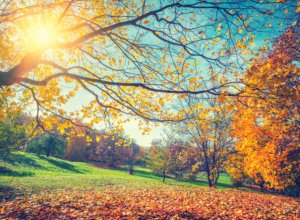 Завтра в Азербайджане ожидается 21 градус тепла