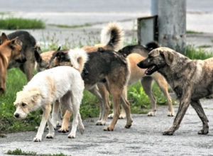 Masazırda sahibsiz it problemi: Valideynlər qorxu içində 