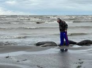 В Дагестане на берегу Каспия обнаружены 320 мертвых тюленей