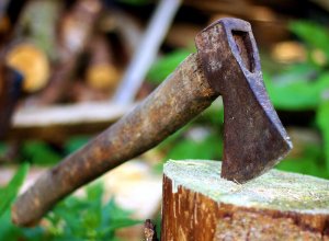 В Баку продолжается незаконная вырубка деревьев