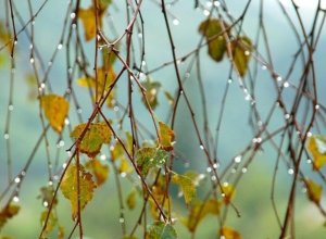 Обнародована фактическая погода