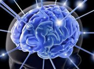 Ученые доказали, что мозг напарников может синхронизироваться