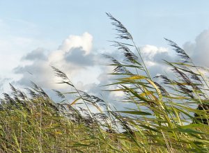 Шквалистый ветер погрузил регионы Армении во тьму