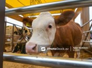 В Азербайджане могут отменить НДС на импорт животных для откорма
