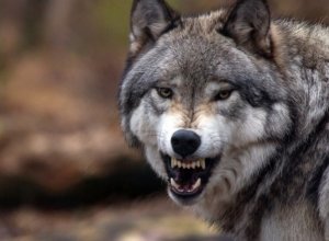 В Шеки волк напал на село и ранил пять человек