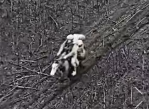 Украинские дроны поразили российских военных на лошадях-ВИДЕО