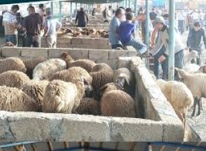 В Шамахы и Гёйчае открылись рынки продажи животных