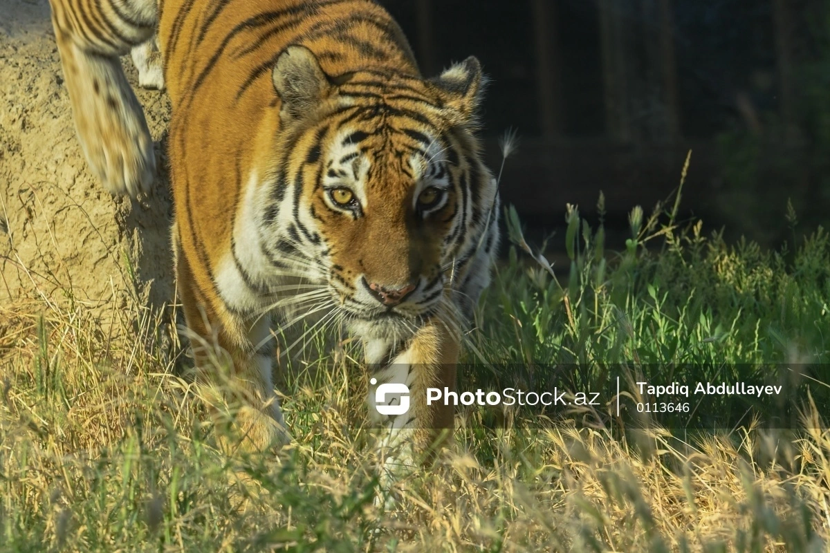 В Индии тигр утащил в лес 14-летнюю девочку и растерзал ее