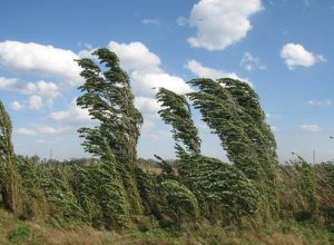 В Баку и на Абшероне ожидается сильный ветер