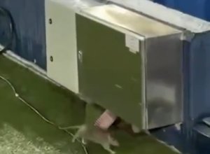 «Барселона» сыграет в Лиге чемпионов на стадионе с крысами