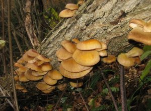 Нейросеть посоветовала японскому пенсионеру съесть ядовитые грибы