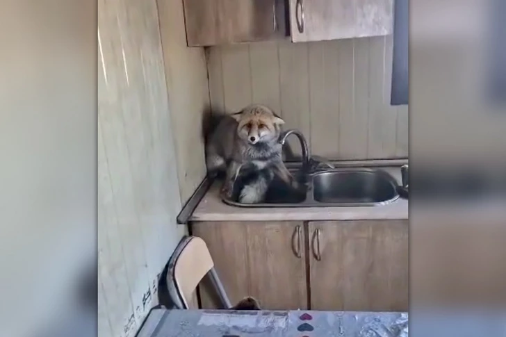 Необычный гость: в Шамкире лисица проникла в жилое помещение