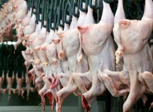 С завтрашнего дня Турция приостанавливает экспорт куриной продукции