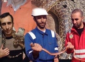 “Zəhərli ilanlara məni dişləməyə şans verməmişəm, qonşular biləndə ki evimdə ilan saxlayıram...” - FOTO+ÖZƏL