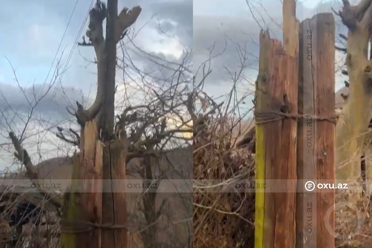 Опасная ситуация в Лерике: электростолб привязали к дереву - Официальная реакция - ВИДЕО