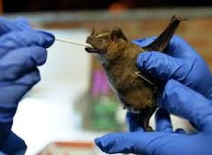 У летучих мышей в Индонезии обнаружены антитела к вирусу Нипах