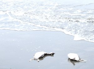 В Азербайджане происходит массовая гибель водоплавающих птиц-ФОТО