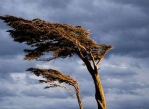 Синоптики предупредили о сильном ветре