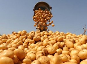 Kartofda qıtlıq təhlükəsi: İstehsal tələbatı ödəmir
