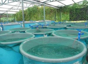 ФАО предложила Азербайджану разработать пятилетний план развития рыбного хозяйства