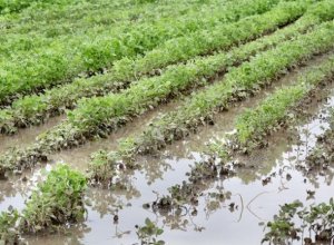 В Азербайджане сильные дожди затопили 2 100 гектаров посевов