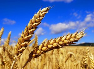 Азербайджан существенно увеличил закупки пшеницы из России
