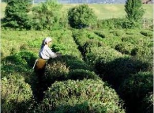 Азербайджан увеличил экспорт чая и сократил импорт