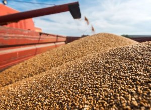 Израиль отказался от партии зерна на фоне обвинений Украины