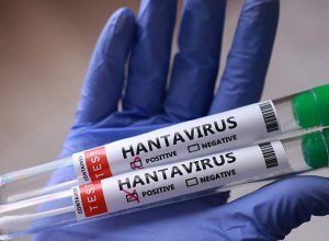 В Финляндии выявлены случаи заражения хантавирусом